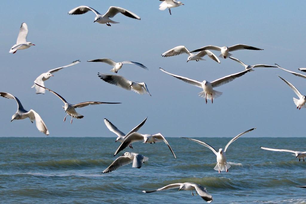 De Blaauboer, Vakantiehuisje Egmond aan Zee Exterior foto